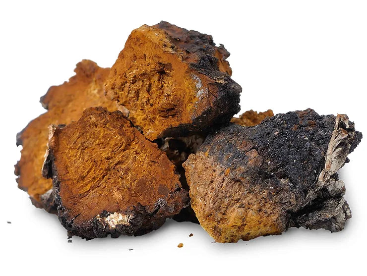 Science of Chaga