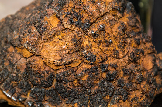 How does it work? Superoxide Dismutase (SOD) in Chaga Products