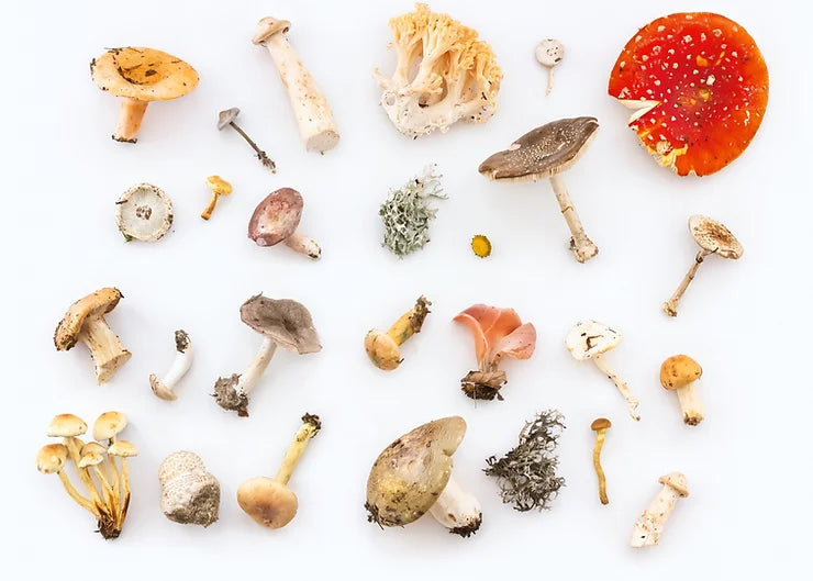Mushrooms Are Good For You, But Are They Medicine?
