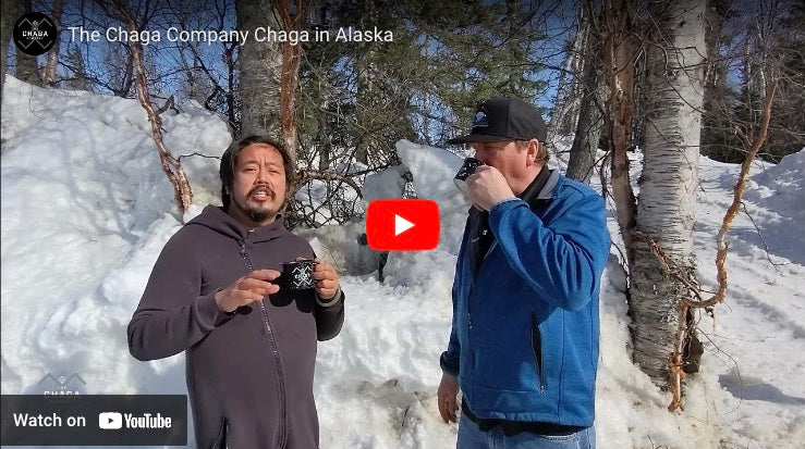 Our Chaga from Alaska
