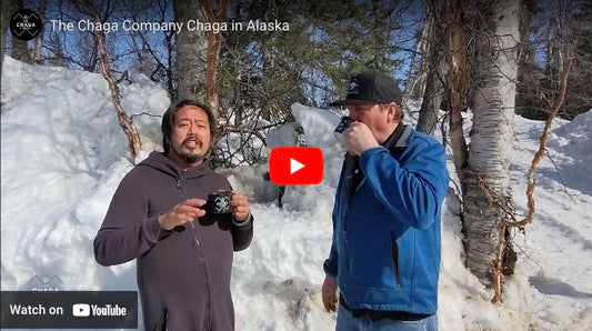 Our Chaga from Alaska