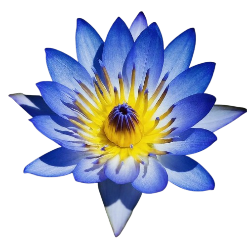 Blue Lotus